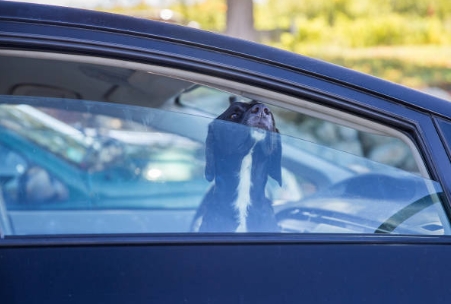 собака в авто - причина появления запаха